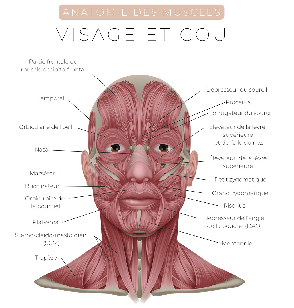 Anatomie muscle du visage Chiurgie esthétique Genève Dr Thomet Anatomie muscle du visage Chiurgie esthetique Geneve Dr Thomet