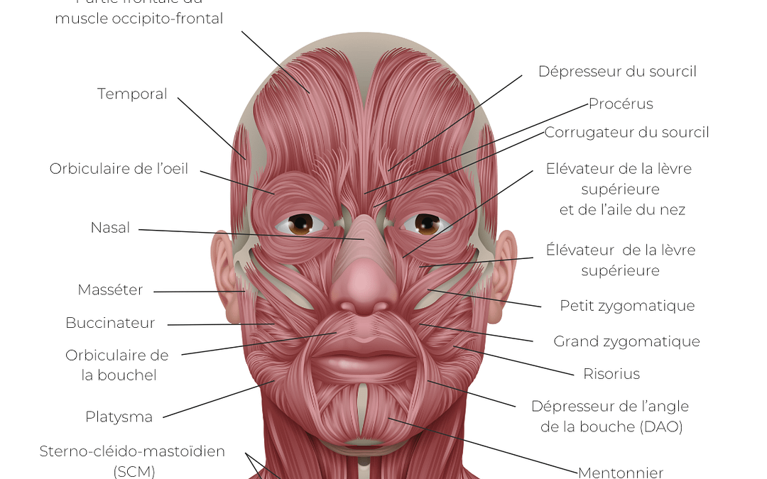 Blog Dr Thomet 6 Les muscles du visage : le moteur invisible de notre beauté